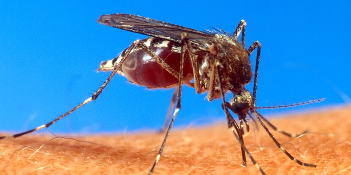 Quase 80% das cidades do Paraná já registraram casos de dengue